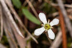 White screwstem